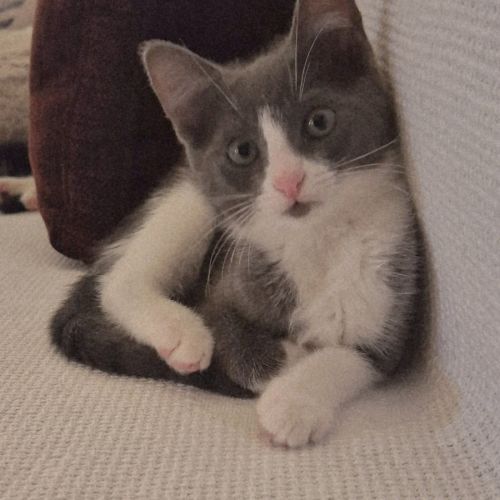 Mila meet me@petstock hastings store 