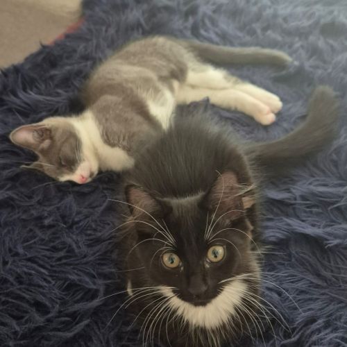 Misty meet me@ petstock hastings store