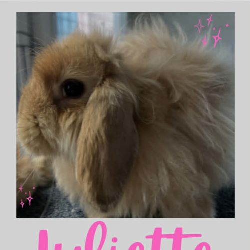 No photo for Juliette