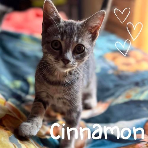🐾 Cinnamon 🐾
