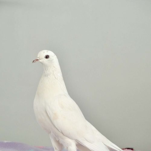 No photo for Squidge