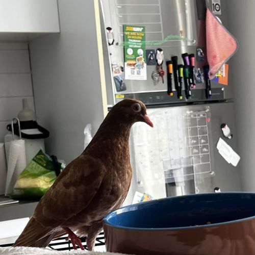 No photo for Bandaid