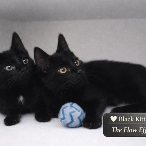 Leo and Luna 