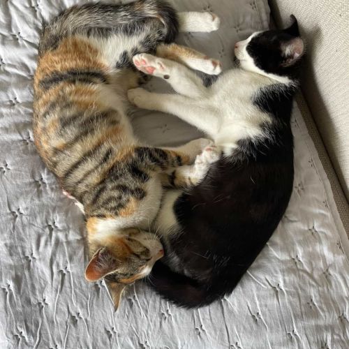 No photo for Moomoo & Bonbon