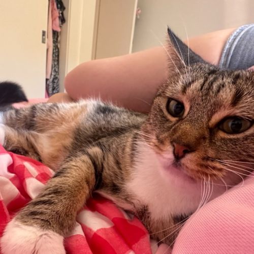 No photo for Olympia