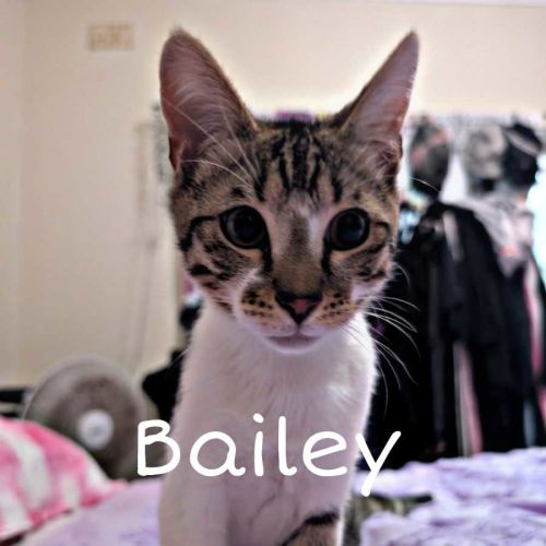 No photo for Bailey 