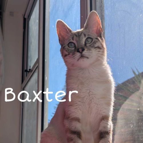 No photo for Baxter