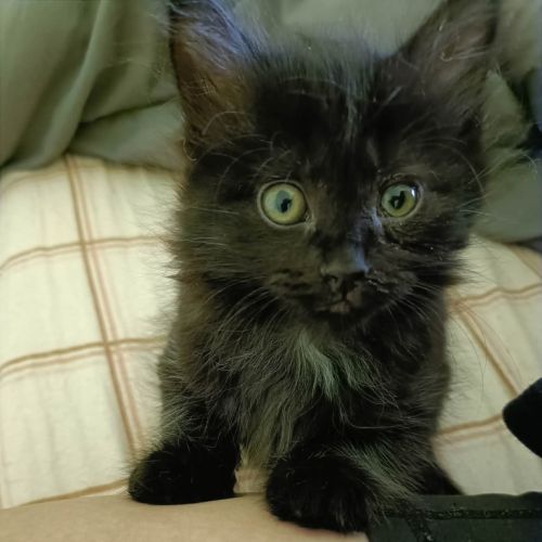 No photo for Penguin