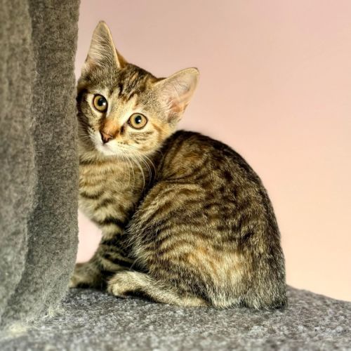 Amelia - In foster care in Templestowe