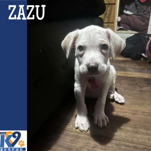 Zazu