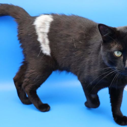 No photo for Patch   Available Pet Quarters Tuggerah