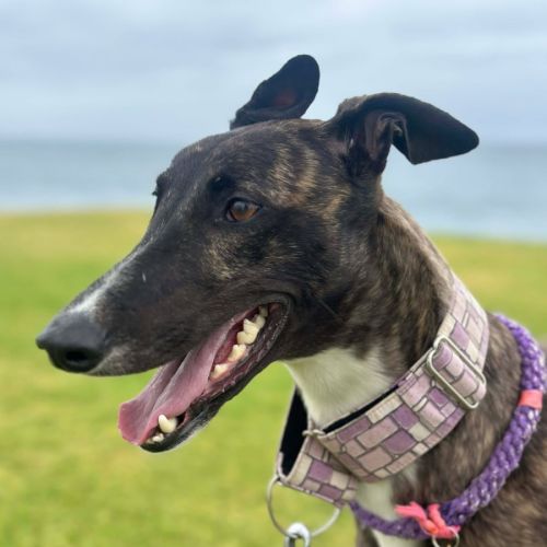 No photo for Brittney, The Greyhound