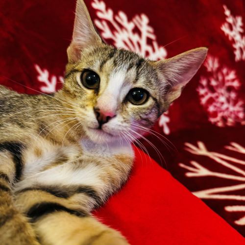 No photo for Gypsyrose