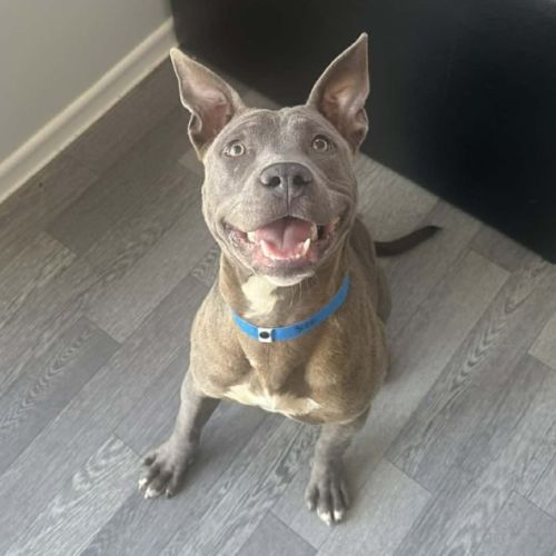 No photo for Fang Imp 3088