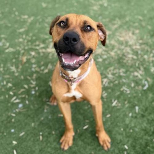 No photo for Marley Imp 2964