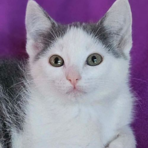 No photo for Squirtle