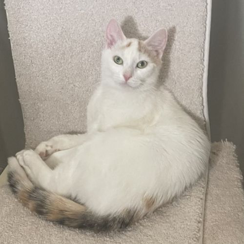 No photo for Pikachu