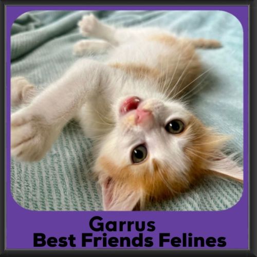 Garrus