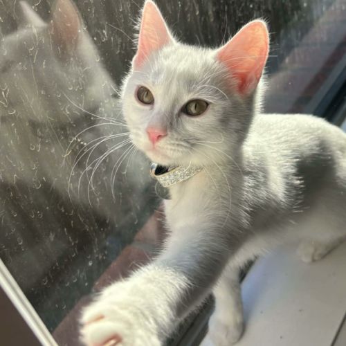 Lola - In foster care in Cranbourne