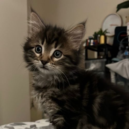 Louie **2nd Chance Cat Rescue**