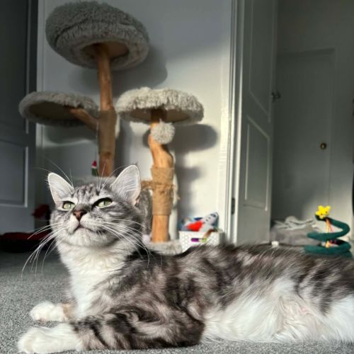 Bluey meet me@petstock carrum downs store 