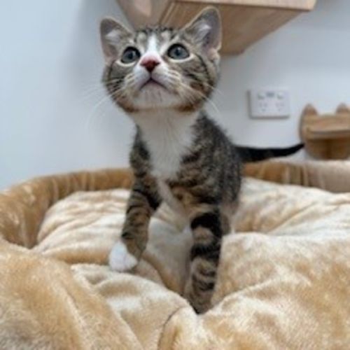 No photo for Carrillo