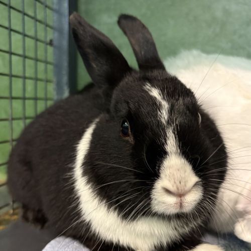 No photo for Star (Bonded To Pop)