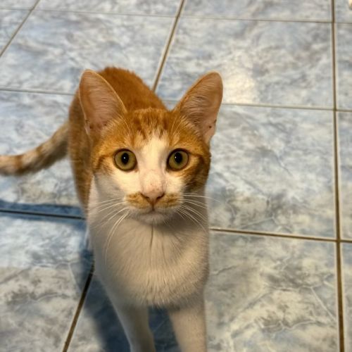 Baron Von Bikkiecrumb