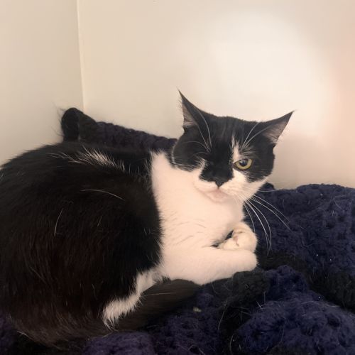 No photo for Tahlula