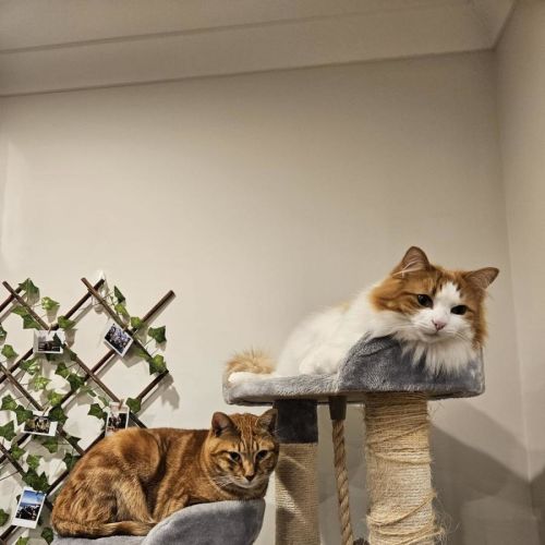 No photo for Zoe & Simba