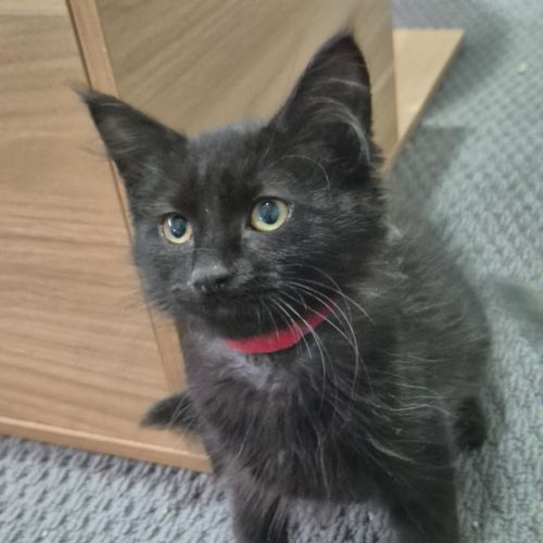 No photo for Grumple Puss