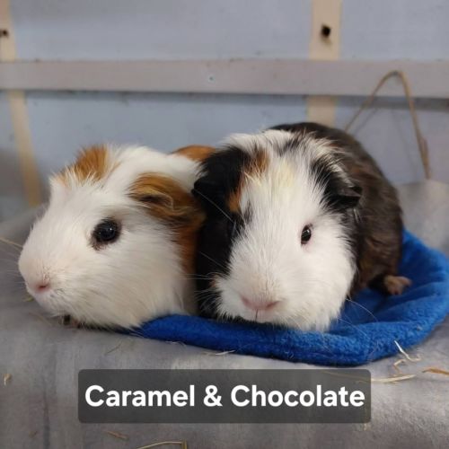 Caramel & Chocolate