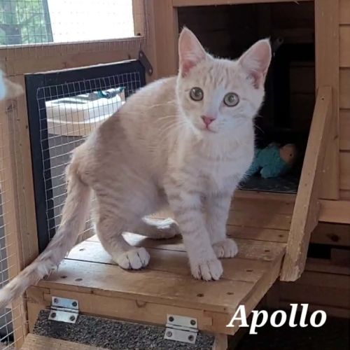 Apollo - Reduced Adoption Fee - $200