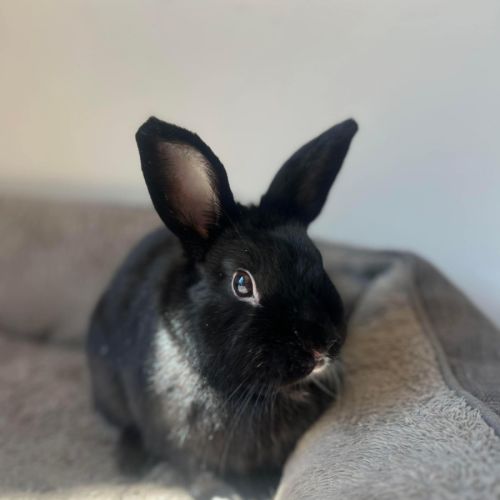 No photo for Smol Jr