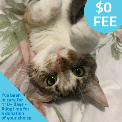 No photo for Cinnamon