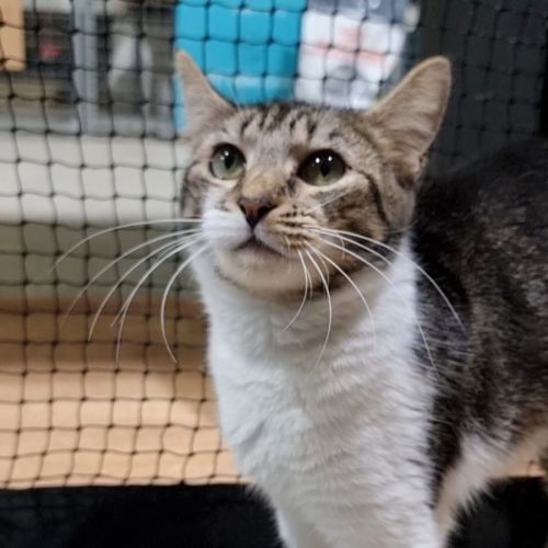 No photo for Cordelia