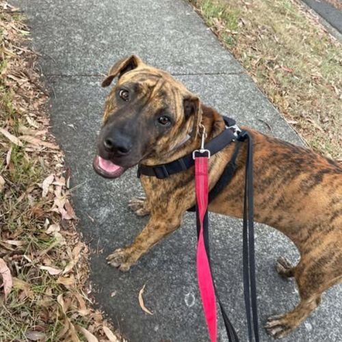 No photo for Spring Roll