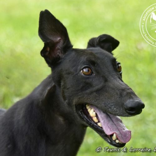 Billy (Canya Revamp)