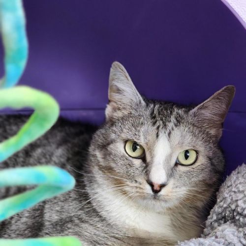 No photo for 🧇 Waffles 6844 🧇