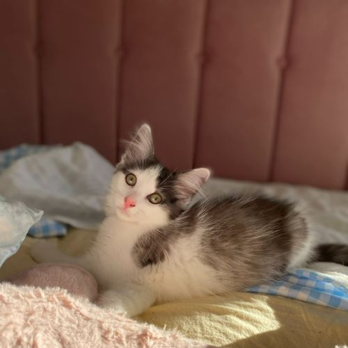 No photo for Jasmine