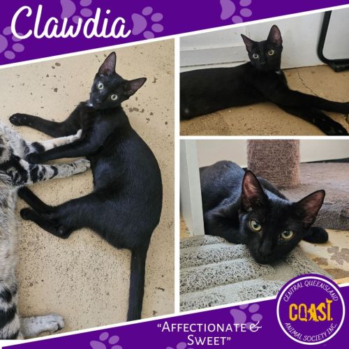 No photo for Clawdia