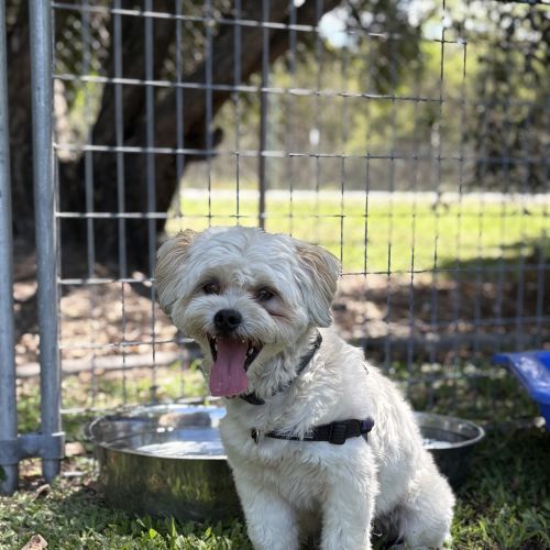 Thor (previously Ziya)