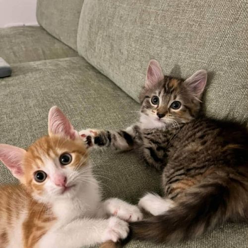 Peewee & Bambi