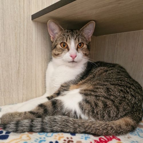 No photo for C1545 Tiger