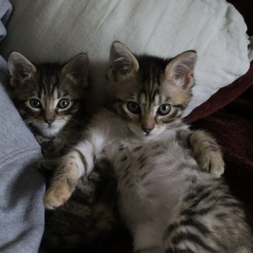 No photo for Tosca & Donnie 