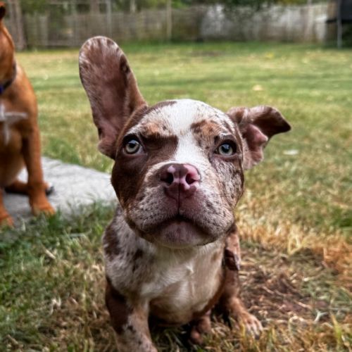 No photo for Bullzeye 