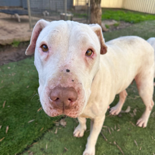 No photo for Crumpet