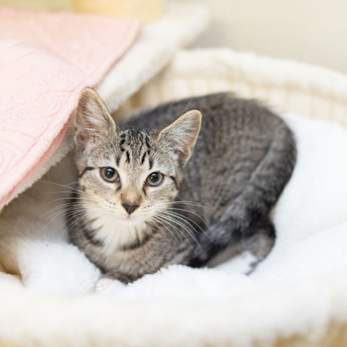 Strawberry Shortcake