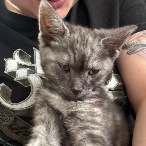 Jinu **2nd chance cat rescue**