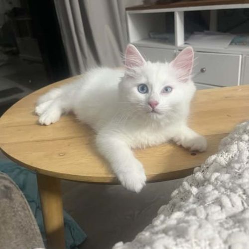 No photo for Muffin